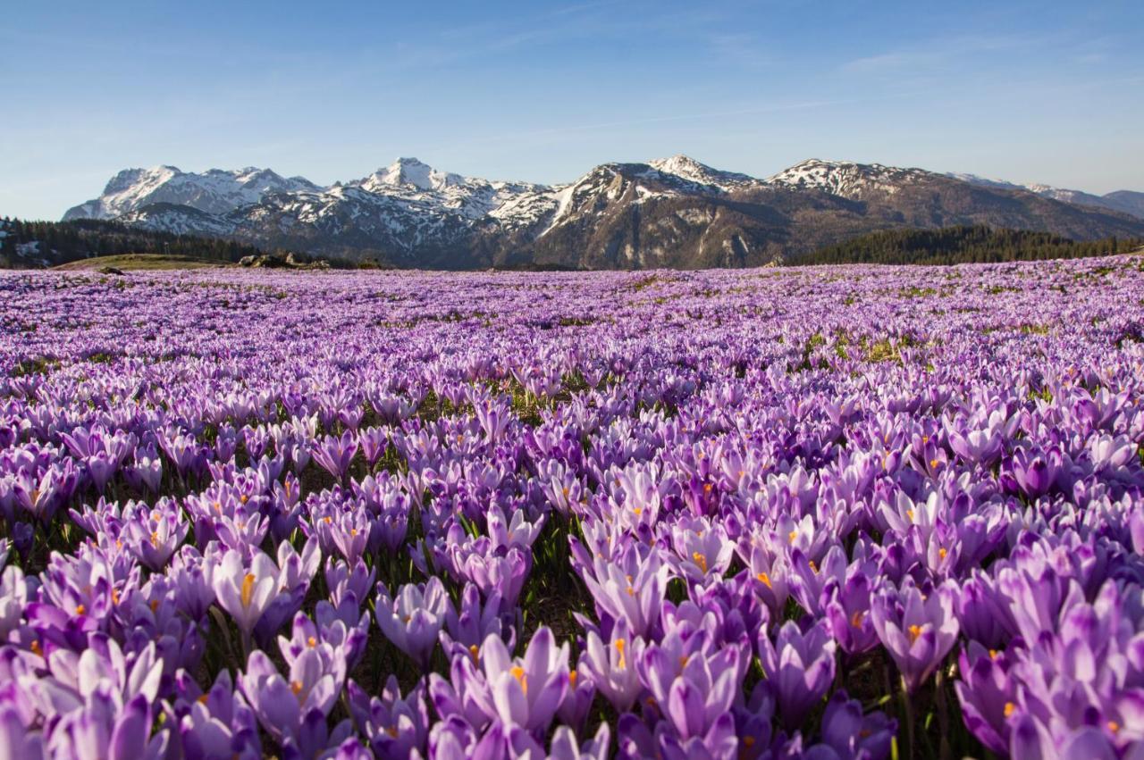 Koca Kronca - Velika Planina Стаховица Экстерьер фото
