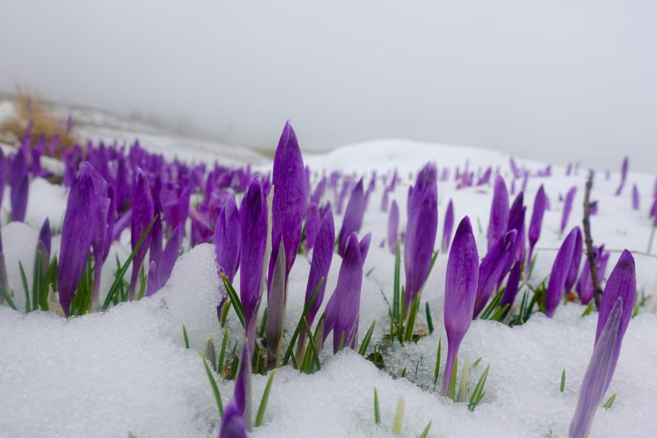 Koca Kronca - Velika Planina Стаховица Экстерьер фото